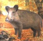 Wild boar target
