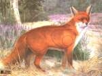 Scheibe Fox