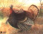 Scheibe Turkey