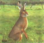 Hare target